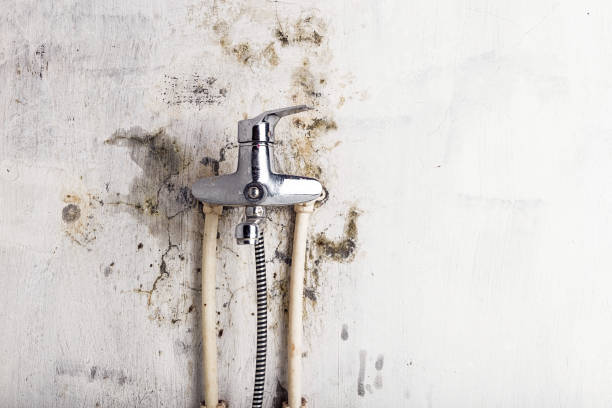 Professional Mold Removal in Rock Hill, SC