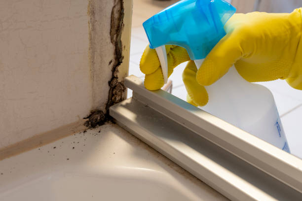 Best Affordable Mold Removal  in Rock Hill, SC
