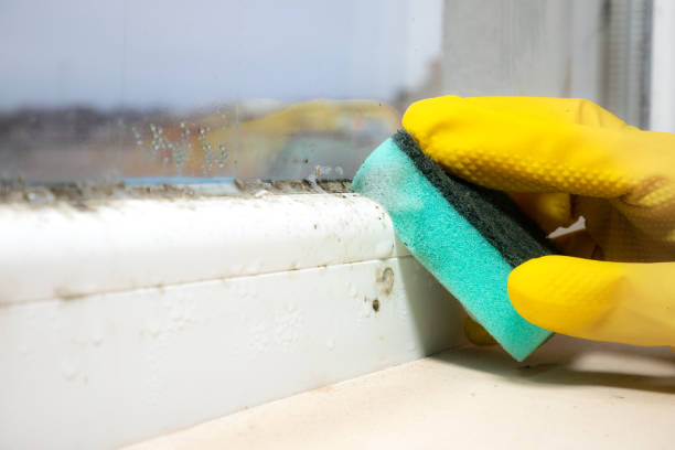 Best Mold Damage Repair  in Rock Hill, SC