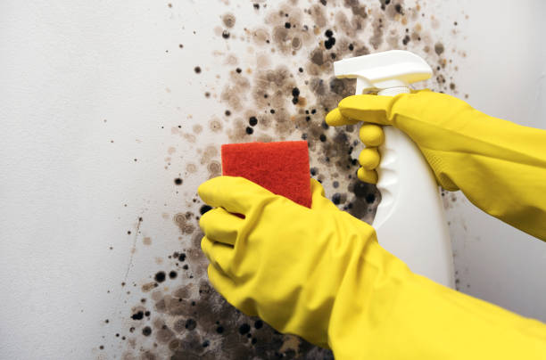 Best Home Mold Removal  in Rock Hill, SC