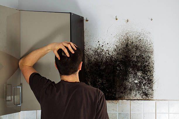 Best Certified Mold Removal  in Rock Hill, SC