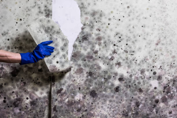 Best Professional Mold Removal  in Rock Hill, SC