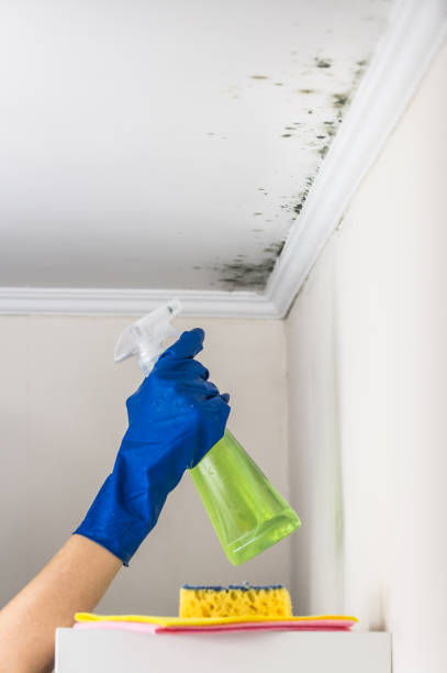 Best Attic Mold Removal  in Rock Hill, SC